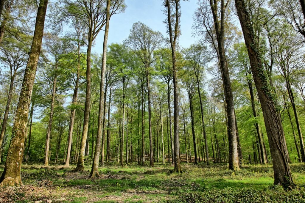 The Vital Role of Forest Ecosystems in Preventing Natural Disasters: A Scientific Exploration